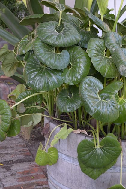 En invierno, las plantas tropicales deben estar adentro