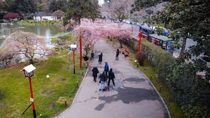 En Japón, el color de la flor de los cerezo se atribuye a la sangre de los samuráis