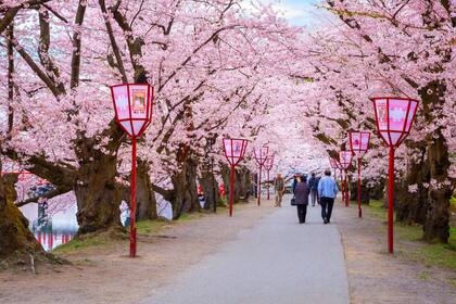 En Japón, el “sakura” o flor del cerezo, es un ícono cultural