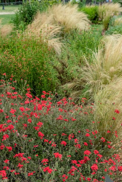 En jardines naturalistas, las flores nativas se agrupan se combinan con gramíneas y se integran a una paleta que privilegia textura y movimientos