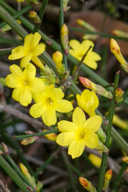 En jardines sacudidos por el viento y la escarcha, el Jasminum_nudiflorum florece sin pedir permiso