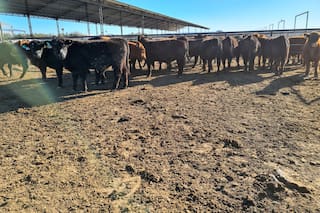 Angus: una prueba midió la eficiencia de conversión