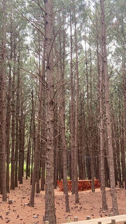 En José Ignacio, la propuesta es ubicar la mesa en medio de la naturaleza