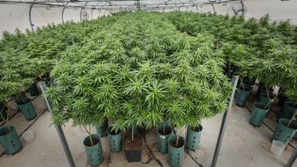 En Jujuy, en agosto habrá 35 hectáreas plantadas con cannabis