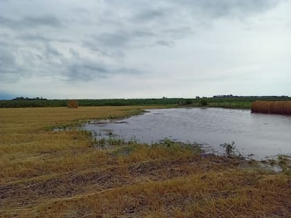 En Junín la lluvia llegó y sirve especialmente para los cultivos que están definiendo rinde