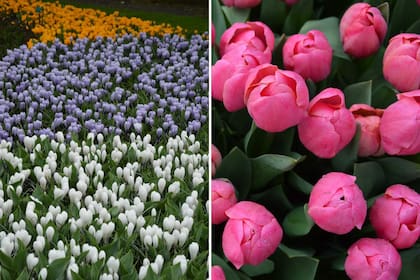 En Keukenhof, horticultores nacionales aprovechan para mostrar sus plantas.