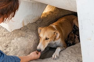 La abandonaron en el desierto, se las ingenió para salvarse y cuando la hallaron hubo sorpresa por una actitud heroica