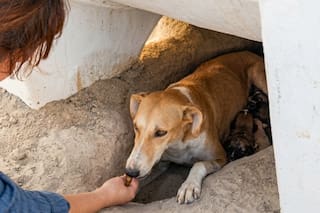 La abandonaron en el desierto, se las ingenió para salvarse y cuando la hallaron tuvo una actitud heroica