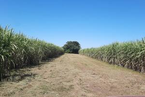 Reclaman más apoyo para el bioetanol que se usa en la nafta y rechazan una desregulación total