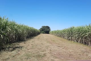 Reclaman más apoyo para el bioetanol que se usa en la nafta y rechazan una desregulación total