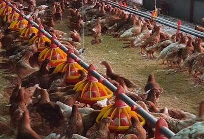 En la actualidad, el proyecto, bajo la marca comercial Ekkohuevos, cuenta con 15.000 gallinas y una producción diaria de entre 13.000 y 14.000 huevos