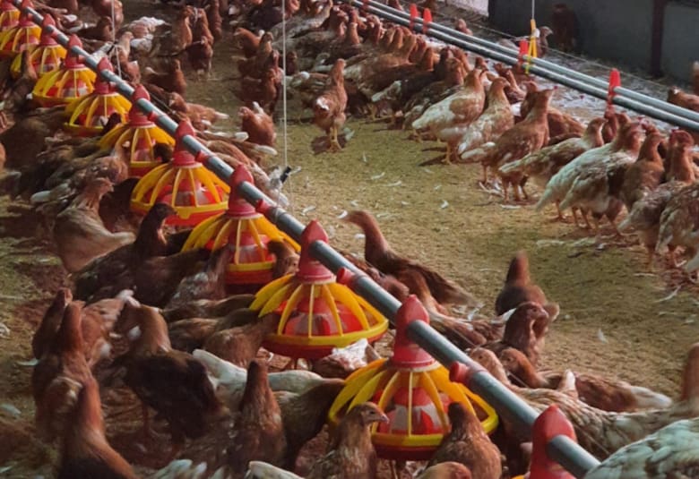 El productor santafesino que impulsó el protocolo para gallinas libres de jaula y revoluciona la avicultura argentina