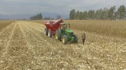 En la actualidad, en las hectáreas que se cederían se siembra maíz y se realizan investigaciones de variedades de semillas