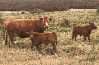 Las mejores estrategias para lograr el máximo porcentaje de destete