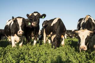 Lechería de precisión: cómo está cambiando la forma de producir en los tambos