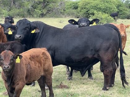 En la actualidad, por ejemplo, la compra de un reproductor es considerada para el Balance Fiscal una inversión que se amortiza en cinco años, por lo que se puede deducir un quinto del valor de la factura de compra por año, explicó el tributarista