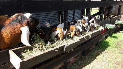 En la actualidad, posee 120 vientres y seis machos y procesa un volumen anual de 28.000 litros