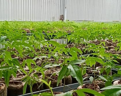 En la actualidad, proveen de plantines a los productores de la zona