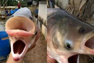 Misterio cerca de Chernóbil: encontraron a un pez con cuatro ojos, dos bocas y dos cabezas