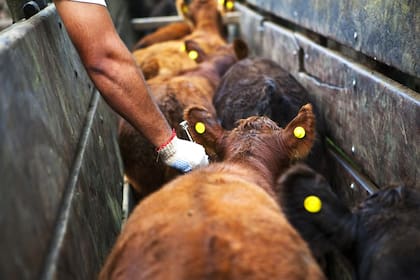 En la actualidad, son solo dos los laboratorios argentinos que fabrican, además de Biogénesis Bagó (el 50% pertenece a la familia Bagó y el otro 50% a Insud, de la familia Sigman), está el Centro Diagnóstico Veterinario (CDV)