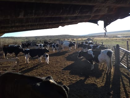 En la Patagonia: ordeñando a mano, comenzó con tres vacas lecheras y hoy hace un queso que es furor 24 En la actualidad, tiene una máquina de dos bajadas y 12 vacas en ordeñe que le dan casi 100 litros por día