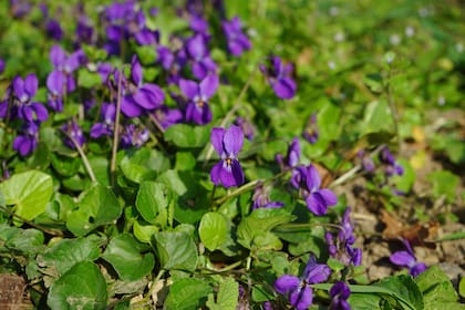 En la antigüedad, las flores eran destinadas no solo a ramos, sino también convertidas en perfumes oleosos, o trenzadas en coronas y adornos. La diosa Afrodita es nombrada en los himnos homéricos “corona de violetas” ante los dioses olímpicos.