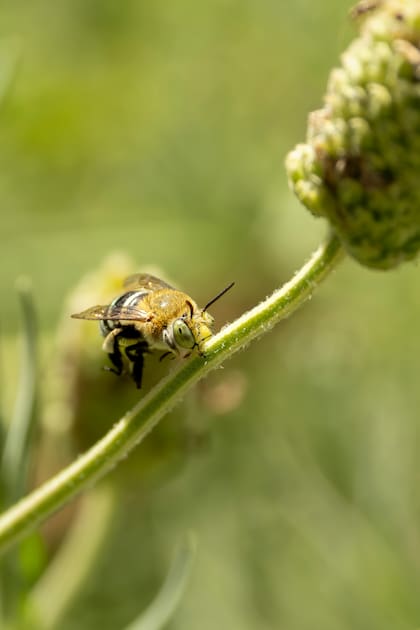 En la antigüedad se creía que las abejas traían buena suerte al hogar si se pasaban parte del día en el jardín