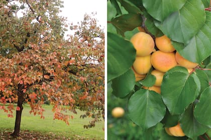 En la Argentina, dijeron, es un “cultivo muy escaso, aunque, particularmente, se concentra en la localidad de San Pedro, provincia de Buenos Aires, que, junto a otros frutales de menor importancia, llegan a concentrar 190 hectáreas, asimismo, existen producciones comerciales de menor superficie en otras provincias como Tucumán y Misiones”