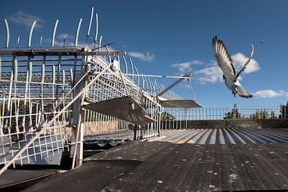 En la Argentina, existen carreras como el “Gran premio Zapala” o la “Carrera Cataratas” en las que las palomas regresan a sus hogares desde distancias mayores a los 1000 kilómetros, desarrollando velocidades que promedian los 70 km. por hora.