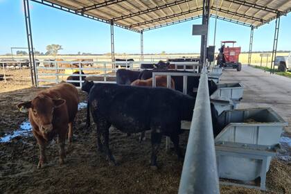 En la Argentina, la medición de la eficiencia de conversión de alimento en carne (RFI, según sus siglas en inglés), está llevándose a cabo por asociaciones de criadores, productores e instituciones de investigación agropecuaria. Cortesía de Javier Martínez del Valle