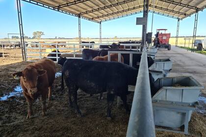 En la Argentina, la medición de la eficiencia de conversión de alimento en carne (RFI, según sus siglas en inglés), está llevándose a cabo por asociaciones de criadores, productores e instituciones de investigación agropecuaria.  Cortesía de Javier Martínez del Valle