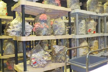 En la Argentina la producción viene desde los años 40 pero no tuvo un impulso importante todavía