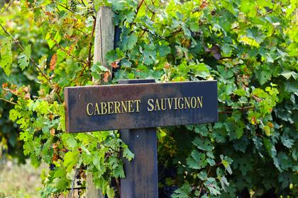 En la Argentina, la superficie plantada con Cabernet cayó un 16,3% en una década