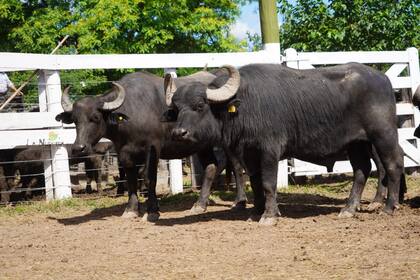 En la Argentina, los búfalos (Bubalus bubalis) proporcionan una alternativa a la producción de carne en regiones que presentan diversas dificultades para el ganado bovino, especialmente en la región noreste y en el Delta del Paraná