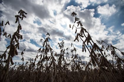 En la Argentina se espera una buena cosecha de soja, tras la grave sequía que afectó los cultivos en la campaña anterior