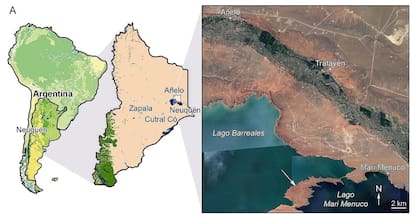 En la Argentina se hallaron la mayoría de las especies de unenlaginos, siendo seis las reconocidas hasta la publicación de Diuqin lechiguanae, todas de Patagonia