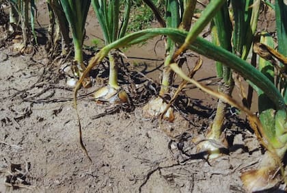 En la Argentina se producen cerca de 700.000 toneladas de cebolla al año en unas 16.000 hectáreas y es uno de los principales países exportadores de cebolla fresca y deshidratada de América Latina