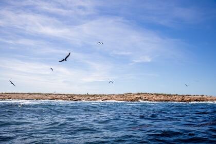 En la bahía se encuentran colonias de cormoranes, quetros, garzas, gaviotas, gaviotines, petreles y skúas, entre otras especies.