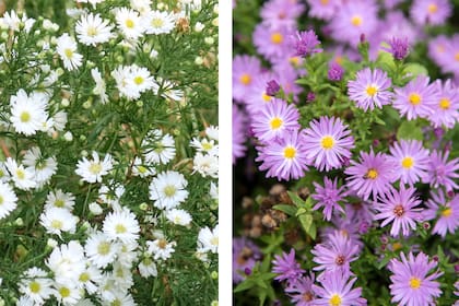 En la base de las capas, los cubresuelos aportan calidez y color a los jardines otoñales