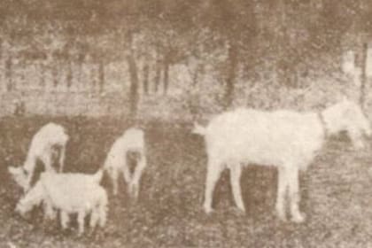 En la Cabrería municipal había cabras provenientes de Europa, otras de Córdoba y también de la ciudad de Buenos Aires