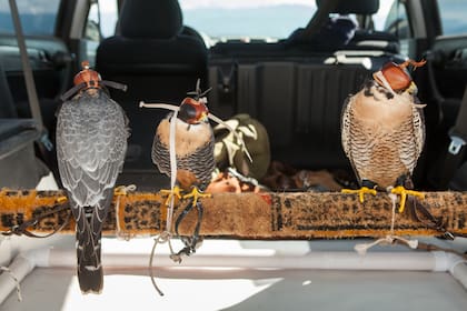 En la camioneta, tres de los halcones sobre un posadero con sus caperuzas puestas. No hay jaulas para que las plumas no se dañen.