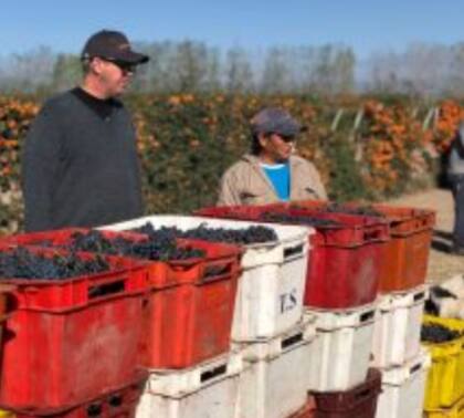 En la campaña de 2018, la producción fue de 16.384 botellas, por lo que se emitieron 16.384 tokens valorizados, al precio mayorista del vino