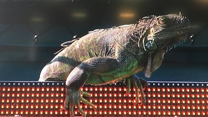 En la cancha 1, una visita muy particular...