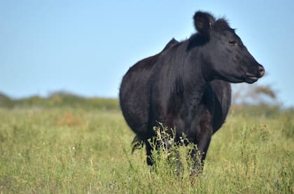 En la cartera agrícola a cargo de Sergio Iraeta dijeron que “los productores van a poder asociar su Renspa y acceder al historial de los Dte de los últimos seis meses”