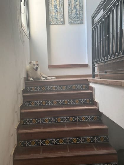 En la casa, la familia la llama cariñosamente "la vieja Viscacha" ya que la perra es muy astuta