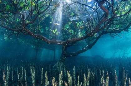 En la categoría de Plantas y Planeta fue premiada una fotografía captada bajo el agua