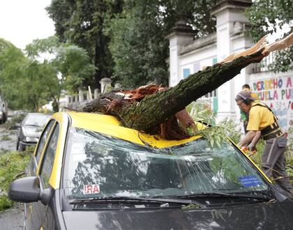 En la ciudad, 16 árboles cayeron sobre autos