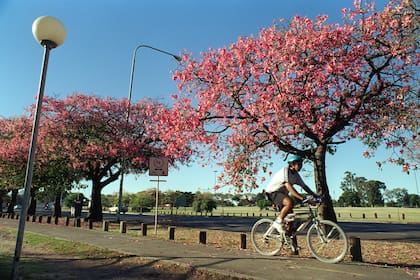 En la Ciudad de Buenos Aires coexisten más de 341.000 árboles de 423 especies distintas.