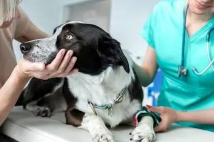 En la Ciudad de Buenos Aires hay centros para hacerlo de manera gratuita