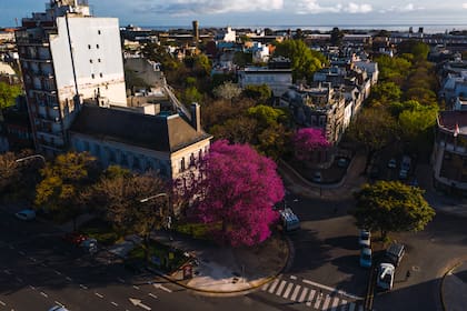 En la ciudad de Buenos Aires hay cerca de 3000 ejemplares de lapacho. El de Ezcurra es, sin dudas, el más famoso